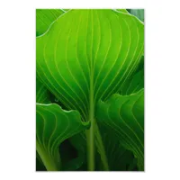 Green Hosta Leaf Photo Print