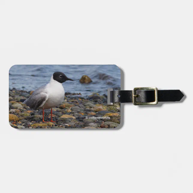 Bonaparte's Gull at the Beach Luggage Tag