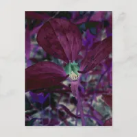 A Different Trillium Postcard