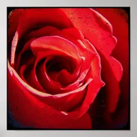 Red Rose TTV Poster
