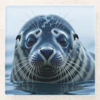 Cute Seal Close up Glass Coaster