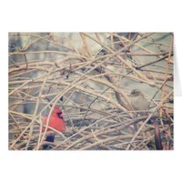 Red in a Dreary Winter, Cardinal and Sparrow