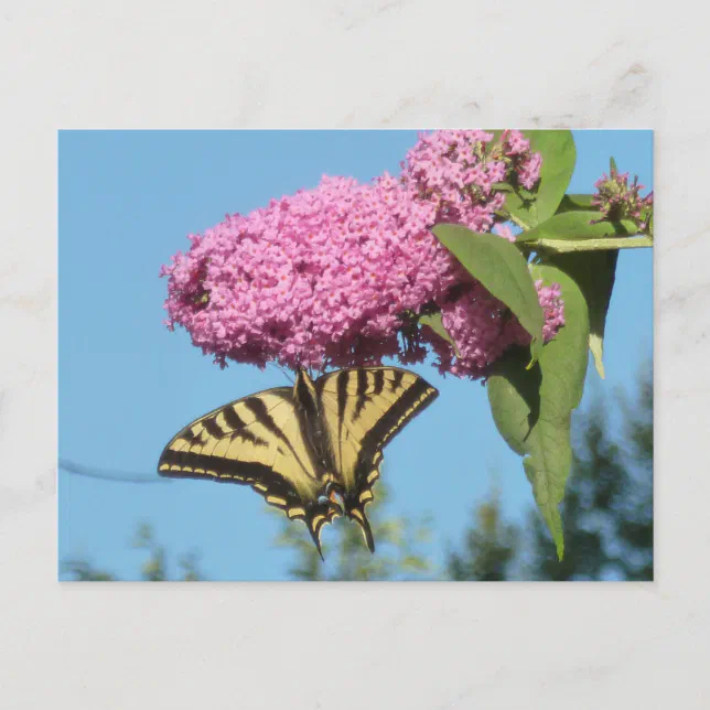 Yellow Tiger Swallowtail on Pink Butterfly Bush Fl