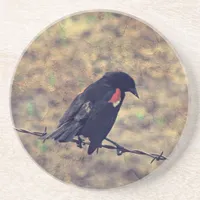 Red Winged Blackbird Drink Coaster