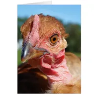Turkin Pullet