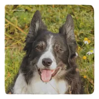 One Very Friendly Border Collie Trivet