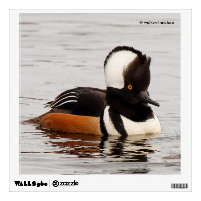 Stunning Hooded Merganser Duck at the Pond Wall Sticker