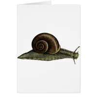 Vintage Snail