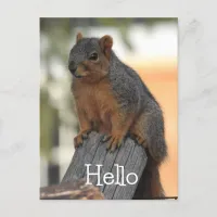 Adorable Squirrel Photograph | Hello  Postcard