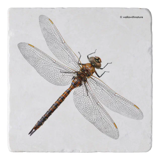 Closeup of a Canada Darner Dragonfly Trivet