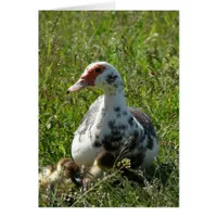 Sky and Her Ducklings