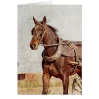 Kalona, Iowa Amish Horse and Buggy Cards