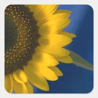 Sunflower on Blue Square Sticker