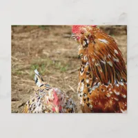 Bantam Hen and Rooster Postcard