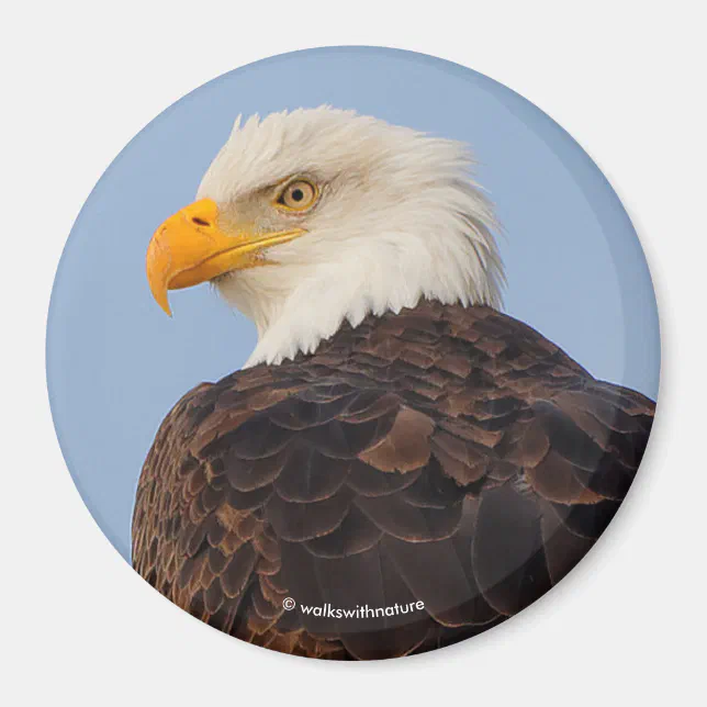 Beautiful Bald Eagle in a Tree Magnet