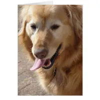 Comet the Golden Retriever