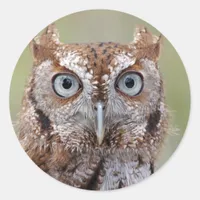 Eastern Screech Owl Photograph Stickers