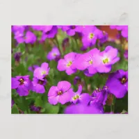 Pretty Purple Pansies Flower Postcard