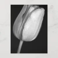 Halftone Tulip Postcard