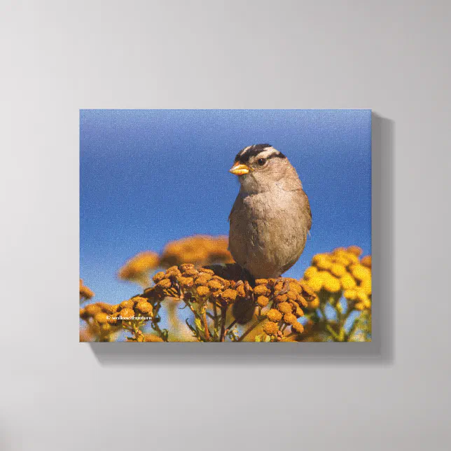 White-Crowned Sparrow Sitting on the Tansy Canvas Print