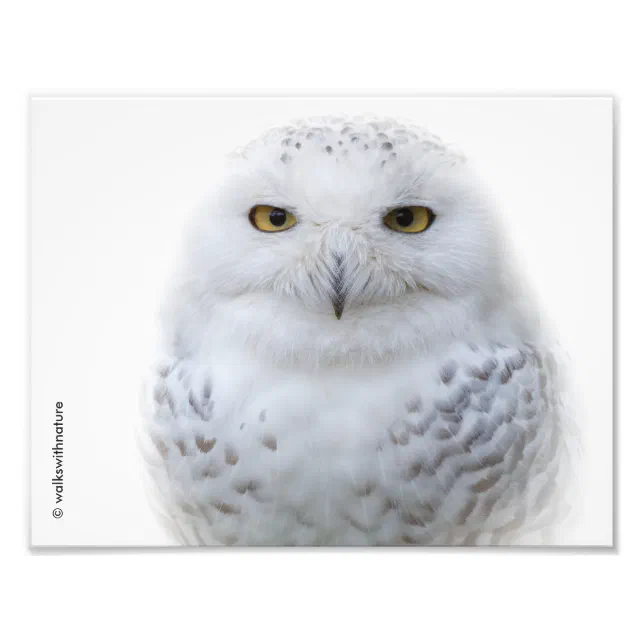 Beautiful, Dreamy and Serene Snowy Owl Photo Print