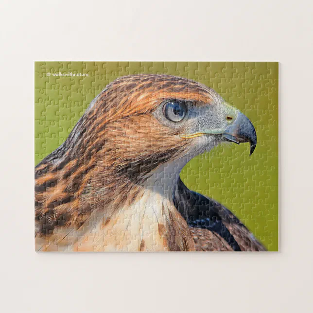 Beautiful Young Red-Tailed Hawk Jigsaw Puzzle