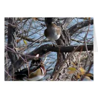 Wood Ducks in a Tree