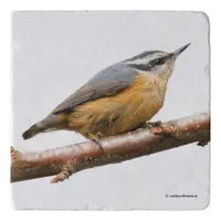 Beautiful Red-Breasted Nuthatch on a Branch Trivet