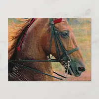 Saddlebred Faux Painting Postcard