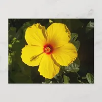 Yellow Hibiscus Flower Postcard