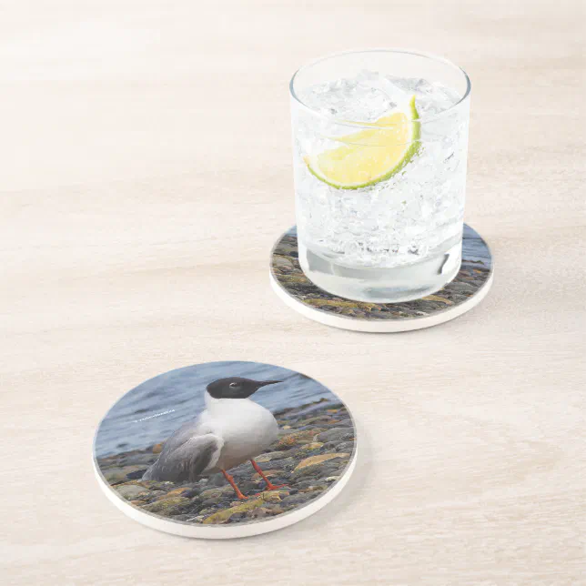 Stunning Bonaparte's Gull Seabird at the Beach Coaster