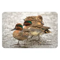 Cute Trio of Green-Winged Teals Magnet