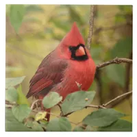 Northern Cardinal in Tree in Early Autumn Ceramic Tile