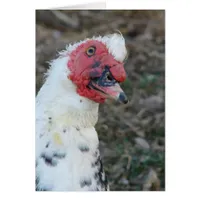 Muscovy Drake All Occasion Greeting Card