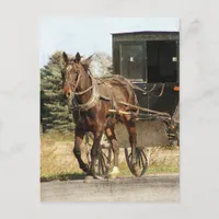 Amish Horse and Buggy Kalona Iowa  Postcard