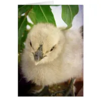 Blue Chick All Occasion Blank Greeting Card