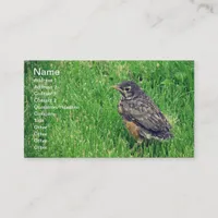 Baby Robin Business Card