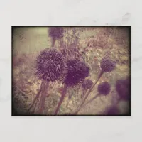 Winter Flower Seedpods Postcard