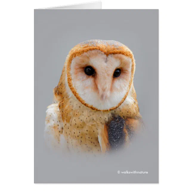 A Serene and Beautiful Barn Owl