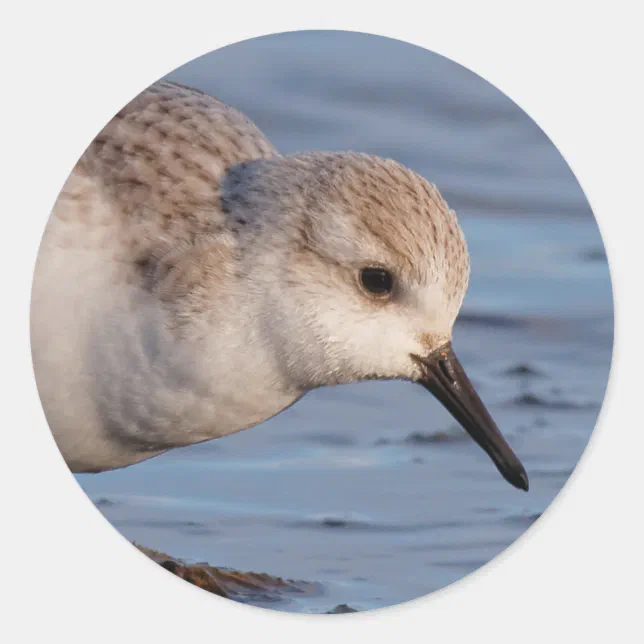 Cute Sanderling Sandpiper Strolls Wintry Beach Classic Round Sticker