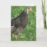 Silver Laced Wyandotte Chick Card