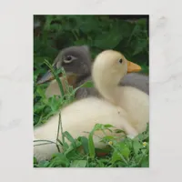 Ducklings Postcard