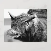 Cute cat portrait - the thinker postcard