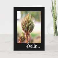 aloe beauty, Hello.. Card