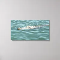 A Seal Floating Sunbathing  Canvas Print