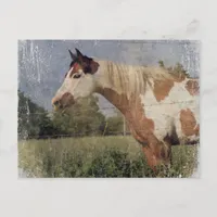 Pinto Horse Grunge Postcard