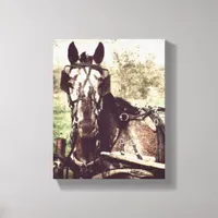 Appaloosa in Harness Canvas Print