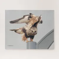 Rough-Legged Hawk on a Lamppost Jigsaw Puzzle