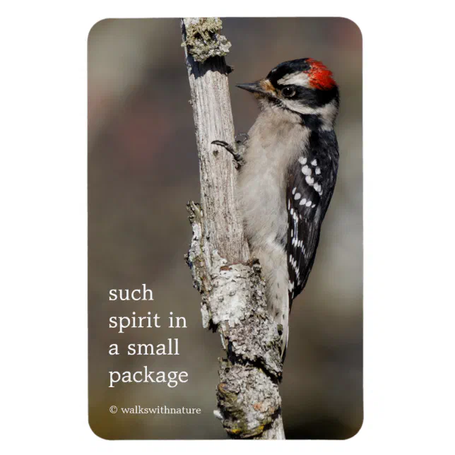 Cute Downy Woodpecker Bird on Branch Magnet