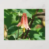Columbine Flower Postcard
